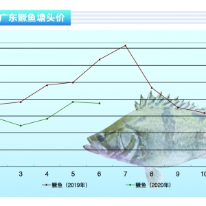 �Z�~���ϝq�������������ٴΛ_��������ˮ�aǰ�ء�2020��7�¿��Ј�څ��