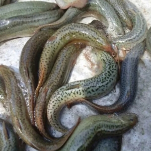 5��q1Ԫ��/�������q�r��K�ڝq�؁�����