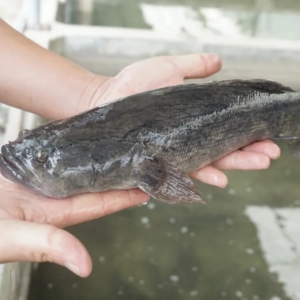 �L���Ϻ����������޴�ĹS���~�q�r��