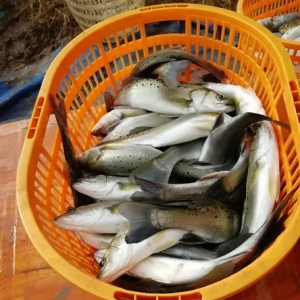 �q2Ԫ/����|�|�׷������������^�m��ͦ�᣿