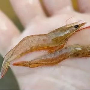 1����ƽ����a200�������r���ؼ�