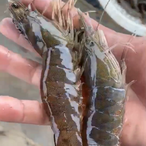 ̝���ޣ��A��40�^�r���rֻ��15Ԫ/�