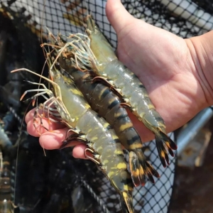 ��60000�˴��ѽ����B(y��ng)�r�ؼ����F(xi��n)��֪��߀����