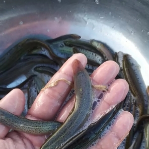 ���qΣ�U��60�l��6.7Ԫ/�����ٵ�2-3ë/�