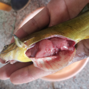 һ���O�t(y��)�D(zhu��n)���Ј�������аl(f��)�����������c������������u����