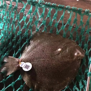 �����~�H12Ԫ/��뱣�r�s�m���䷴��