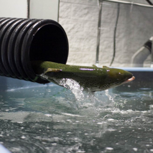 ԭ��(l��i)ѭ�h(hu��n)ˮ�B(y��ng)ֳϵ�y(t��ng)�е�����ζ���@ô��(l��i)��