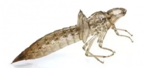 ���裡���ǡ�ˮ���ϻ�������(du��)�~�r��Σ���O��