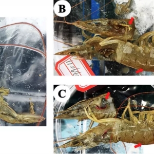 �l�ǡ����������l�ǡ��̓���������̽ӑ�r�ġ��ش󼲲��������ױ�