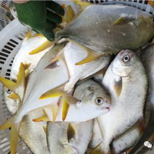 ��С���x�u�������K�~�rȫ���µ���