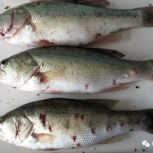 ����yʮ�����������|��¶�����١������У�