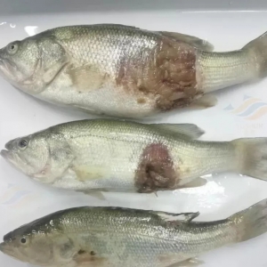 �����|����������������c���ؽ��h