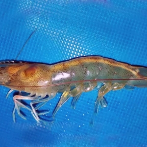 �挦�B(y��ng)�r�y�}���ױ㡱������������ô�ѓ�