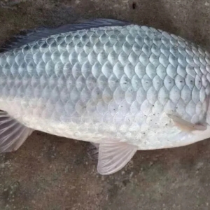 ����a�~���^�r�ٴ��ϝq��δ�����鱻���ã�