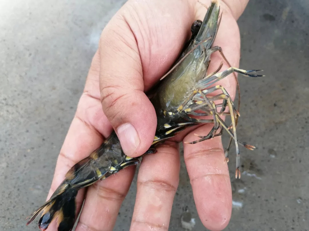 ���S��Ҳ�����B(y��ng)�����r���B(y��ng)�������r���m(x��)����