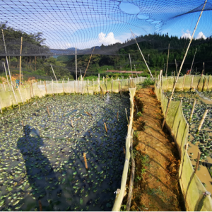 һ����(n��i)����10Ԫ/�ţ��������