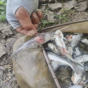 �����߰l����ײ���l�����Bֳ�~����꣬�����Bֳ�����÷���