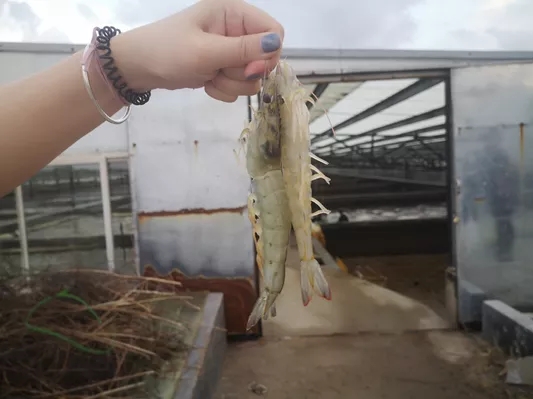 �ɹ��ʳ�80%����Ҏ(gu��)ģ�B(y��ng)�r����(w��n)�a(ch��n)�ȸ߮a(ch��n)����Ҫ