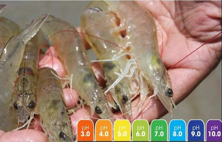 pH���B(y��ng)�r�^���������еĭh(hu��n)������