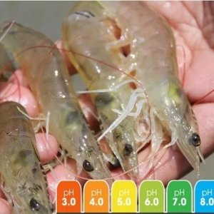 pH���B(y��ng)�r�^(gu��)���������еĭh(hu��n)������