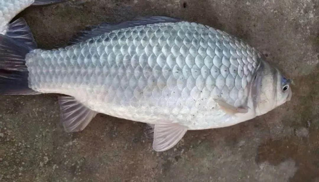 ����3Ԫ/�ȫ����ؠ��У������a�~���ȵ̓r���u��