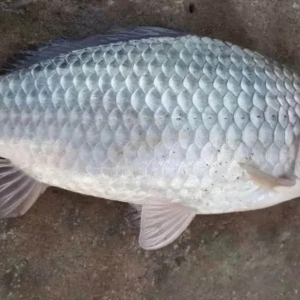 ����3Ԫ/�ȫ����ؠ��У������a�~���ȵ̓r���u��