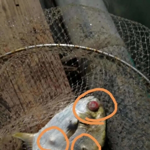 �����B(y��ng)�~��​��​���K�~ȫ���µ�����ߵ�1.3Ԫ/�