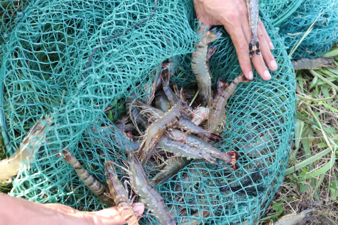 70Ԫ/��@�l�r�ٴα��l�Bֳ�ᳱ