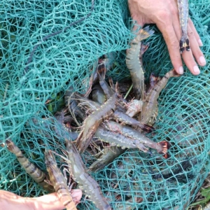 70Ԫ/��@�l�r�ٴα��l�Bֳ�ᳱ