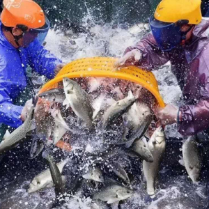 ���|����ֵ�0.3Ԫ/������^�m����