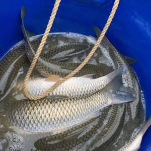 �߳�ȫ�������С������5���ϲ��~���^7.1Ԫ