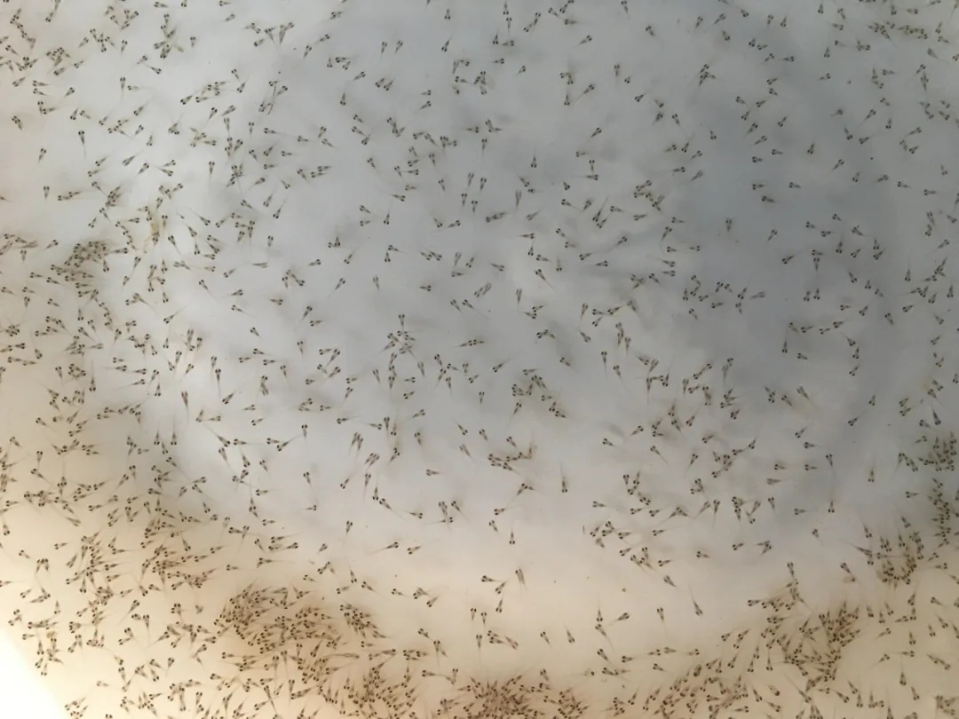 �����|ˮ���r��һ·������߀���Bֳǰ���᣿