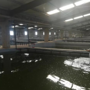 �����_�e˹�����r�Bֳ�M��5.0�r��