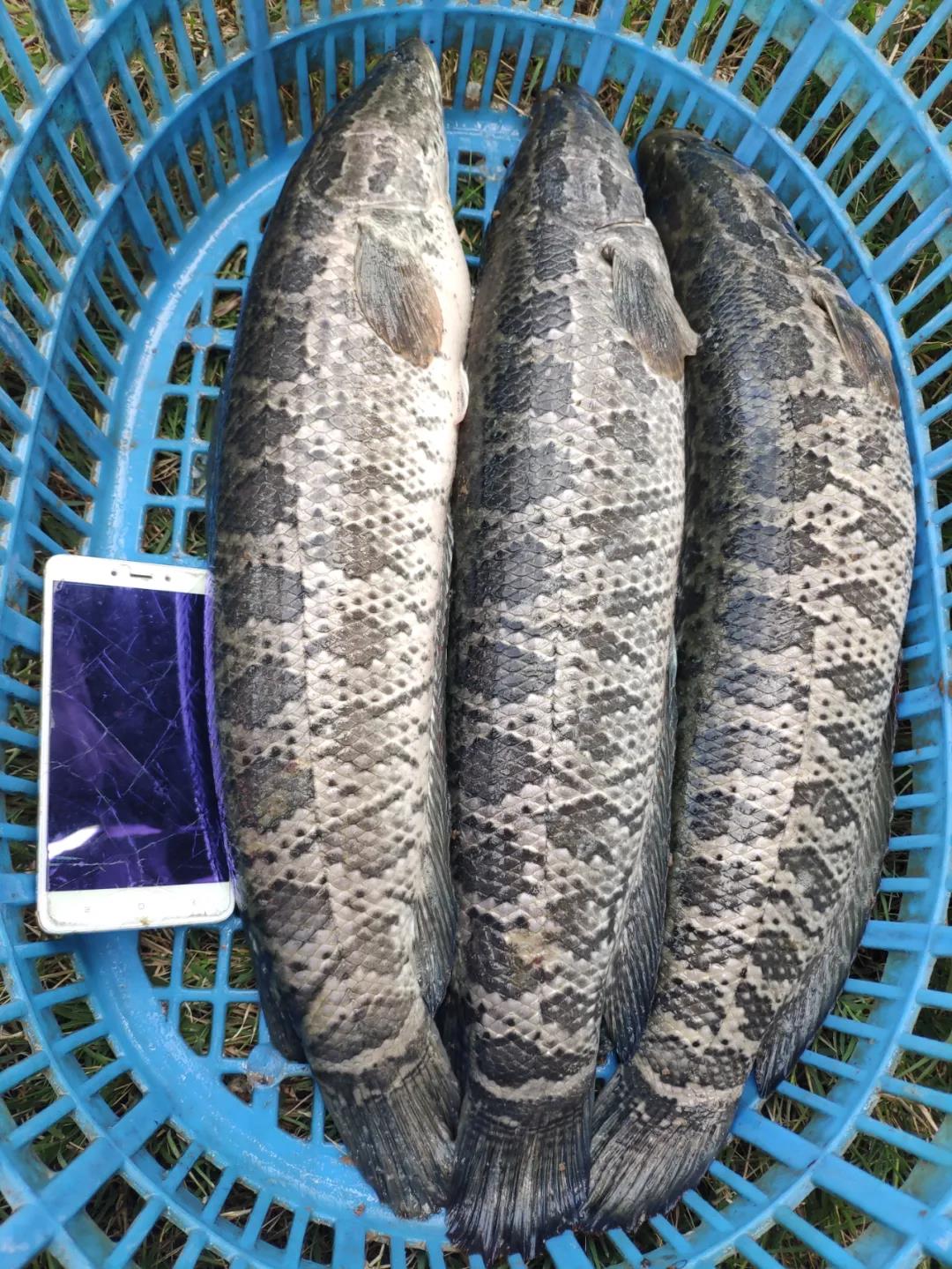 �ϱ�0.95�����~(y��)���@�G���F(xi��n)