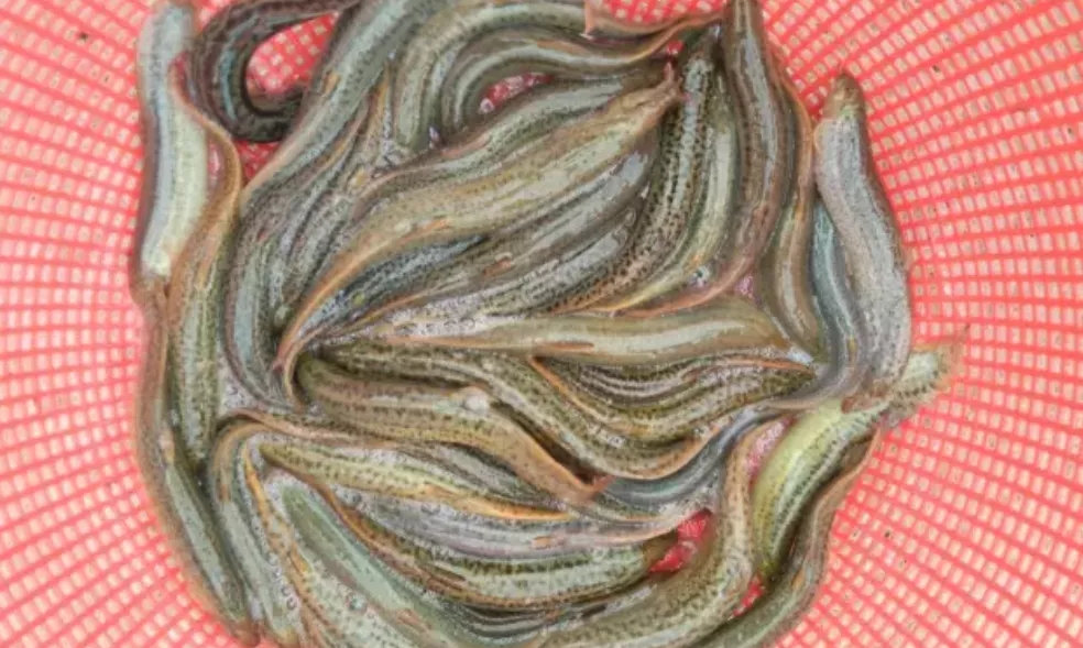 ���ֽ����B(y��ng)ֳ���q��ν�����Ч