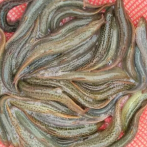 ���ֽ����B(y��ng)ֳ���q��ν�����Ч