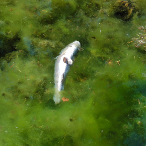 ����ˮ�a�Bֳ�е�����