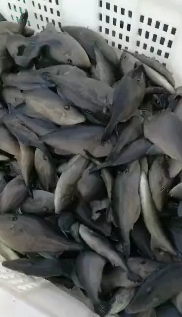 �ϱ����B(y��ng)���G��?c��i)R������M(m��n)���޴��������g