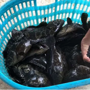 ����32Ԫ/������oȱ��ʯ�ߣ��ϝq�����Ȼ���ͣ�