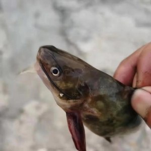 �������������ֲ����������~600��@�~�ֳ����ˣ�