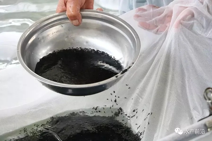 ���~һ���y���B(y��ng)ֳ����Ҫ�����۾�������