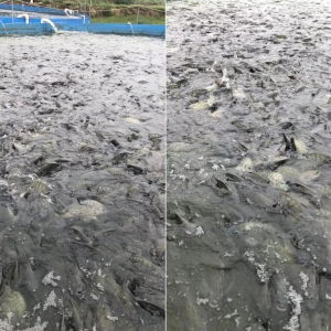 ��λ�a(ch��n)����200�ﲻ�ǉ������ţ�Ĵ�ǹ��S��߀���������