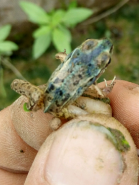 �ڰ����c�ס����ס��XĤ�ס���Ƥ����Ҫ��η���