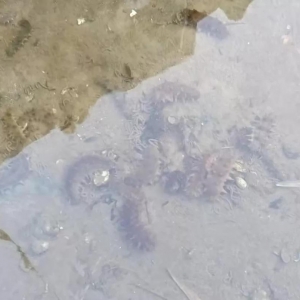 �Bֳ�_ˎ���p�pٍ�X����ɶ���@ôţ��