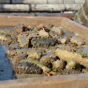 ϼ�ֺ����W(w��ng)���������ģ�δ��(l��i)��ȥ�Ώģ�