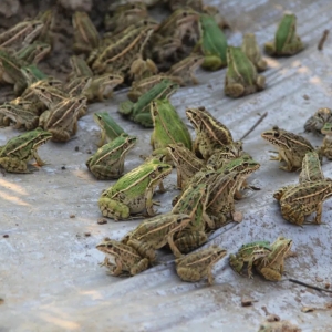 ���f�����ܴ������������Еr�g�ձ����t������߀�ЙC(j��)���ٝq��