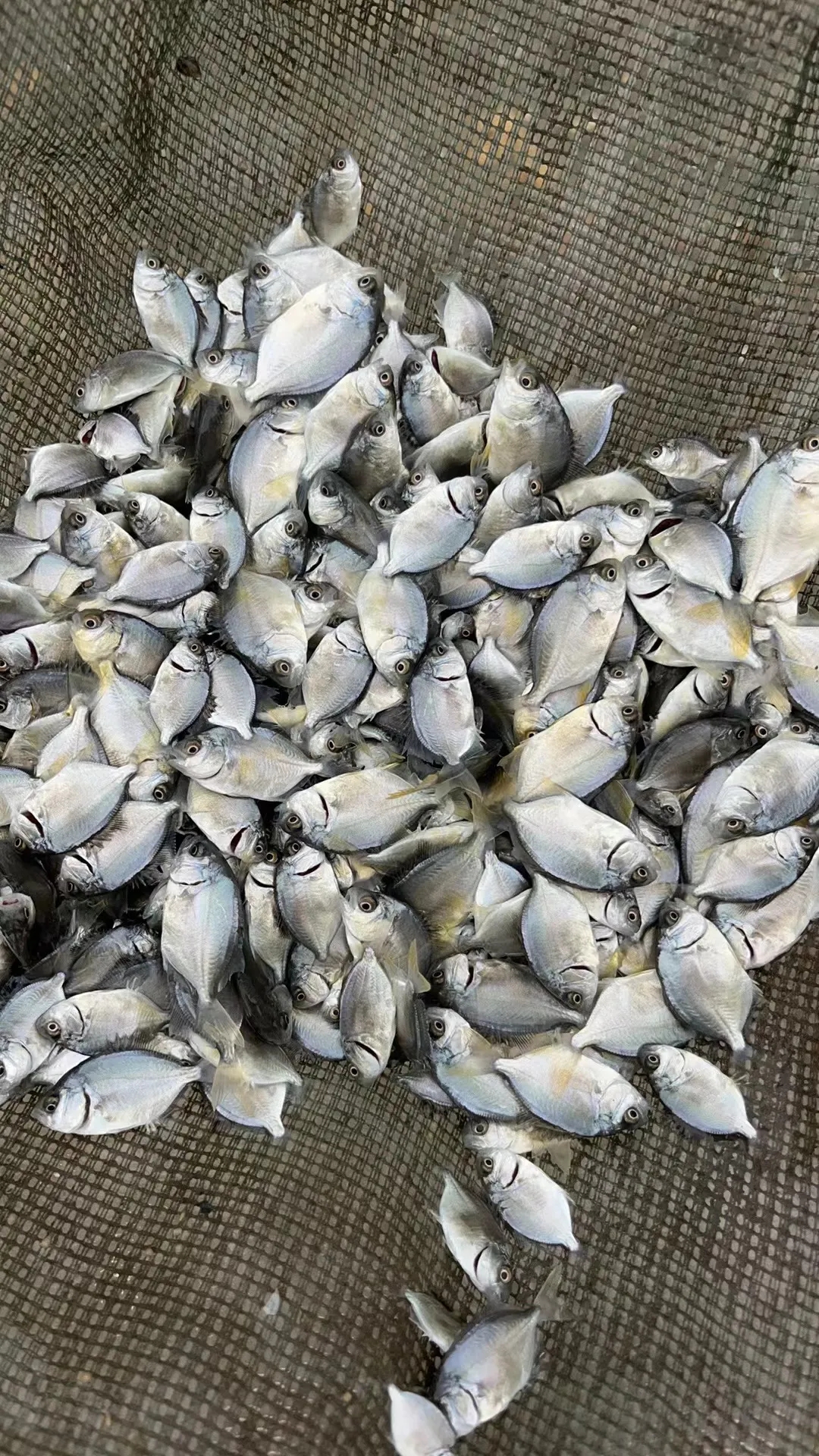 �_�P�r�����w�᣿������KͶ���4�|