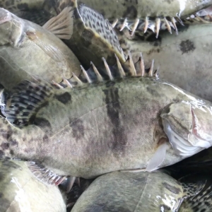 ����ʽ�9������һ�Z�~(y��)�B(y��ng)ֳʥ�������l(xi��ng)�����조�Ї�(gu��)�Z�~(y��)֮�l(xi��ng)��